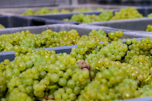 vinná réva v přepravkách