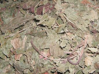 suché kratomové listí